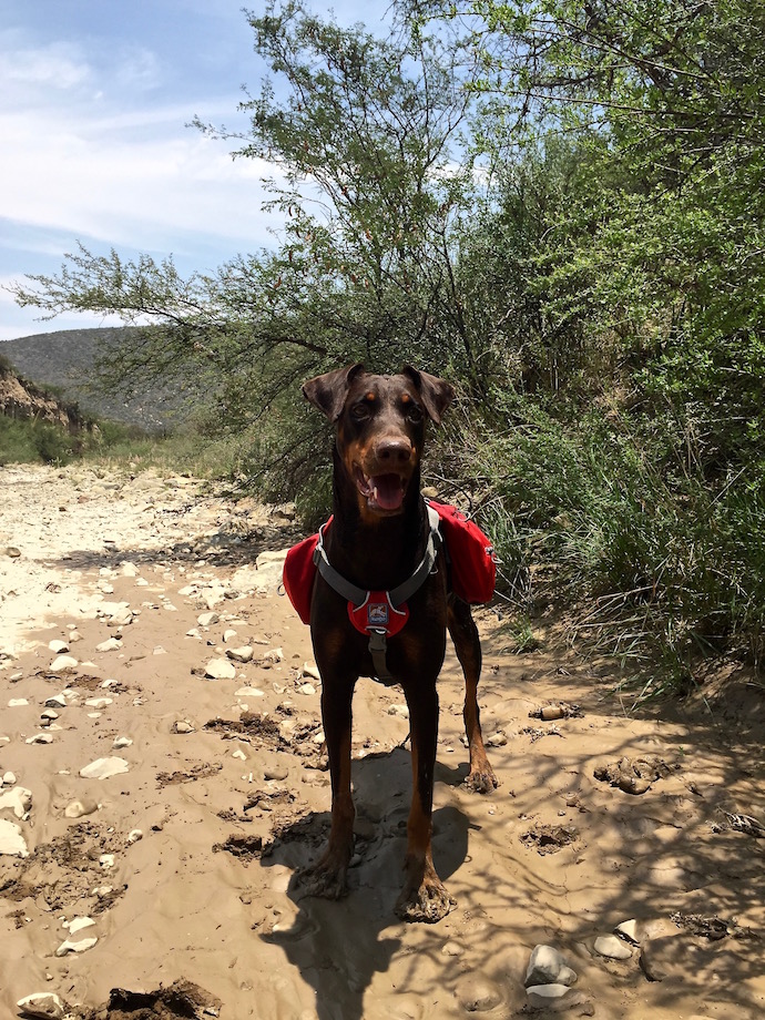 Merida a female doberman hiking with a backpack for dogs
