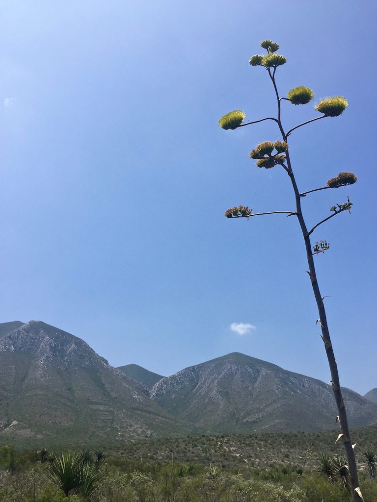 Flowers of an agave in front of the mountains in the Mexican desert