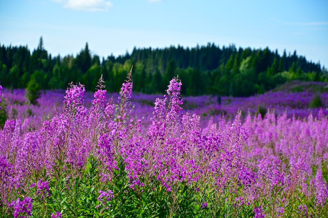 Fields full of purple fireweed in front of the deep green forest in Lapland, Sweden