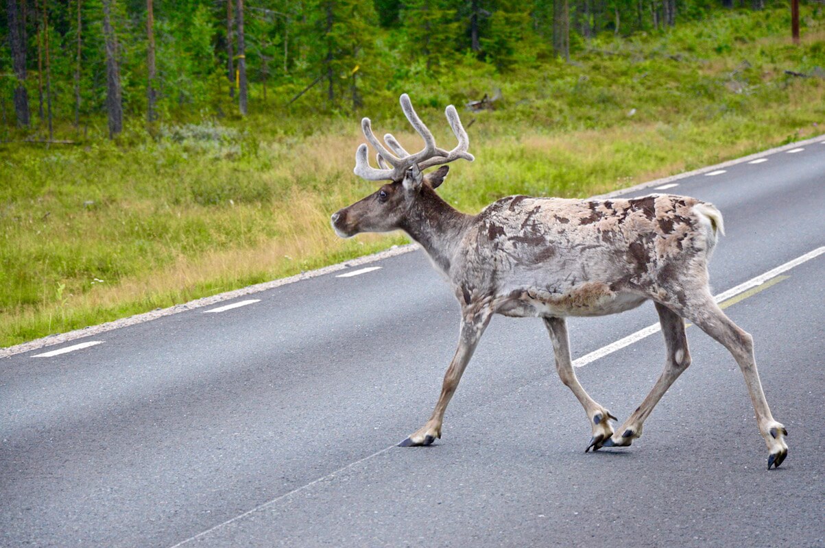 A reindeer with furry antlers crossing the street in front of us in Lapland, Sweden