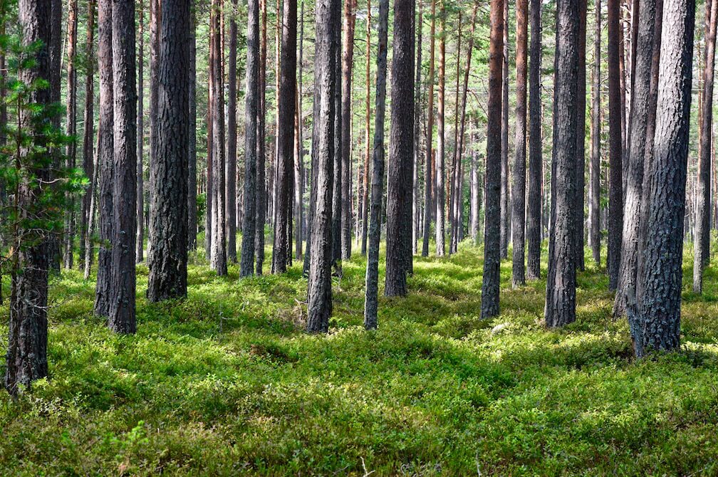 Green blueberry bushes covering the floor of a pine wood forest in Lapland, Sweden
