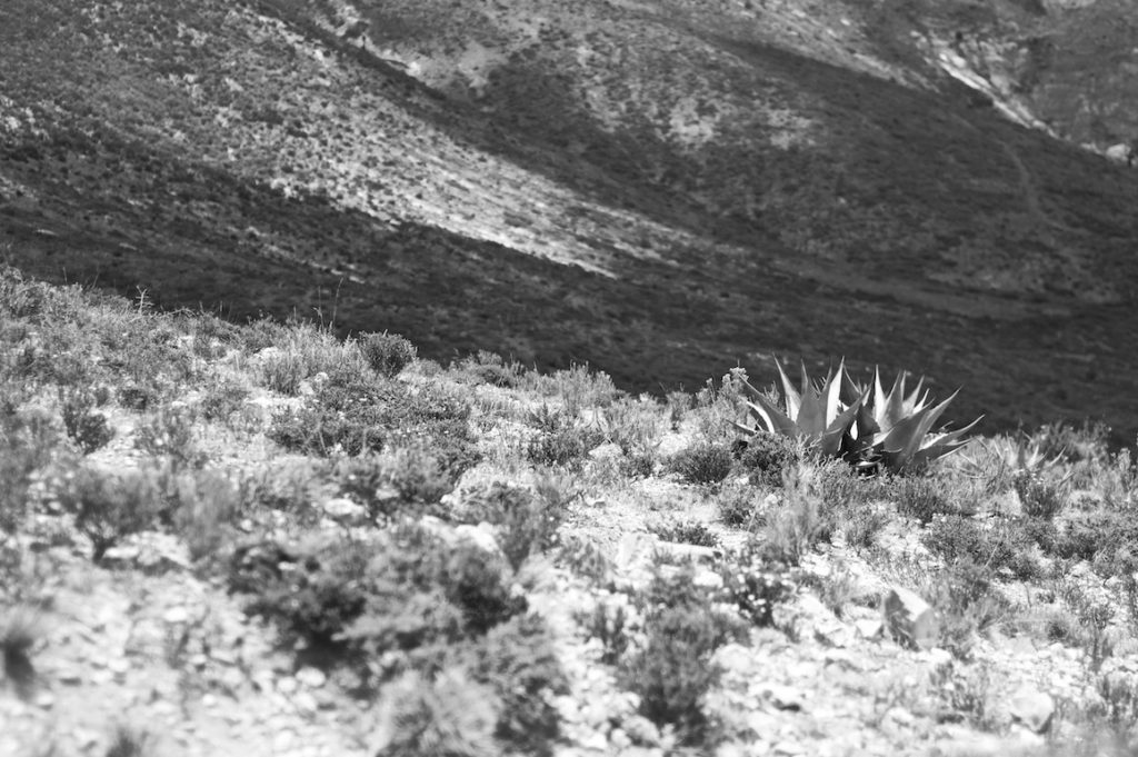 Agaves in the valleys of the Sierra Madre captured in black and white