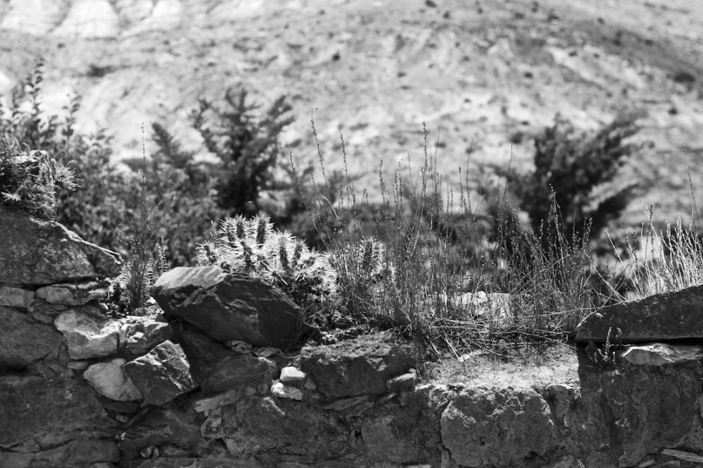 Small cactus on a stone wall captured in black and white