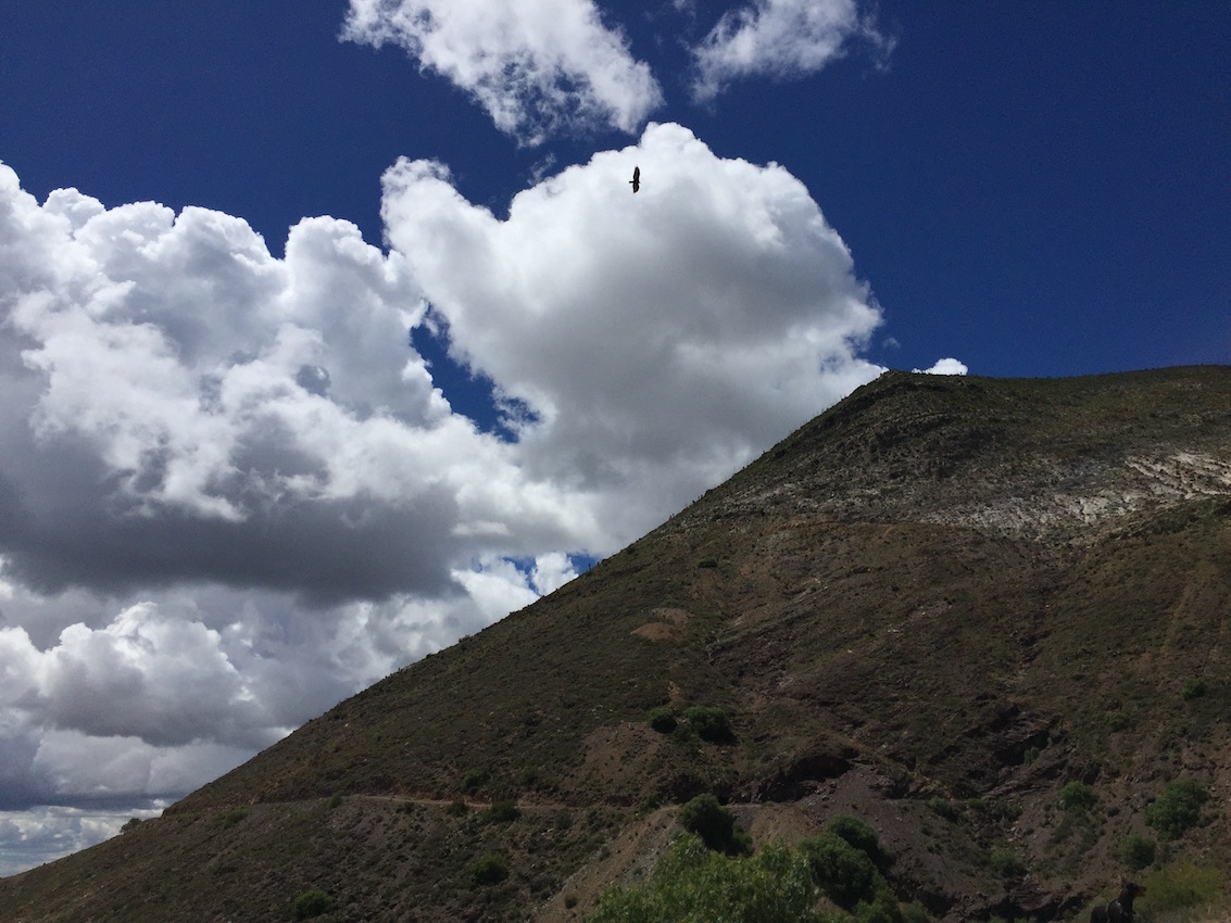 A vulture circling the sky over the spare mountains of north Mexico